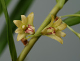 Dendrobium salacense, flowers 1 cm