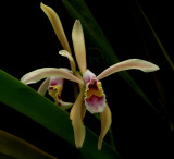 Cattleya iricolor