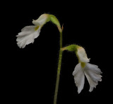 Cheirostylis spathulata, flowers 1.5 cm
