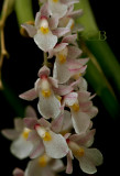 Capanemia superflua, flowers 9-10 mm