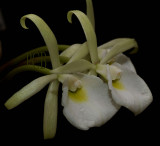 Brassavola sp.  