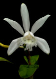 Cattleya intermedia alba