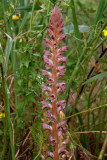 Orobanche pubescens, 63 cm hoog