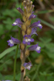 Orobanche nana