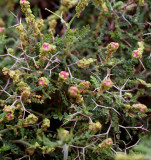 Sarcopoterium spinosum, Phrychana begroeing Kreta