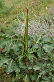 Dracunculus vulgaris, Kreta, knop 40 cm