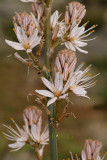 Asphodulus aestivus, Liliaceae