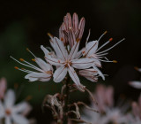 Asphodelus aestivus, Liliaceae