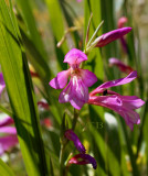 Gladiolus italicus, close