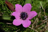 Anemone coronaria, pink