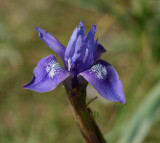 Gynandriris sisyrinchium, wilde iris Kreta