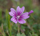 Malva sylvestris