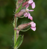 Silene galica, close