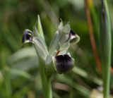 Zwarte iris, Hermodactylus tuberosus, Kreta