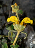 Phlomis lanata, Kreta, Phrychana begroeing