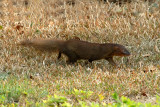 Javan Mongoose