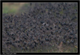 Any guess as to numbers of starlings here ???