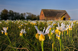 Irises & Barn