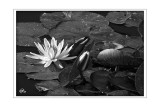 Water Lily 01