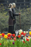 American Gothic comes to life with Spring Tulips