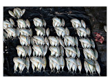 Fish market Part 6