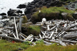 Reykjafjrur