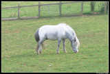 White pony.jpg