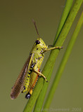 Large Marsh Grasshopper - Moerassprinkhaan - Stetophyma grossum