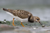 Ruddy Turnstone - Steenloper - Arenaria interpres