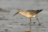 Curlew Sandpiper - Krombekstrandloper - Calidris ferruginea