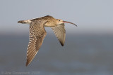 Eurasian Curlew - Wulp - Numenius arquata