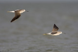 Common Greenshank - Groenpootruiter - Tringa nebularia