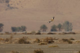 Macqueens Bustard - Oostelijke Kraagtrap - Chlamydotis macqueenii