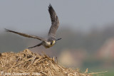 Peregrine Falcon - Slechtvalk - Falco peregrinus