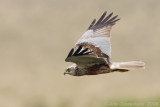 Western Marsh Harrier - Bruine Kiekendief - Circus aeruginosus