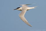 Sandwich Tern - Grote Stern - Sterna sandvicensis