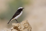 Eastern Mourning Wheatear - Oostelijke Rouwtapuit - Oenanthe lugens