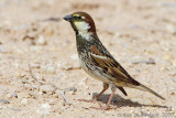 Spanish Sparrow - Spaanse Mus - Passer hispaniolensis