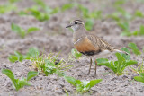 Eurasian Dotterel - Morinelplevier - Charadrius morinellus