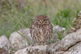 Little Owl - Steenuil - Athene noctua