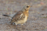 Fieldfare - Kramsvogel - Turdus pilaris