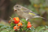 European Greenfinch - Groenling - Carduelis chloris