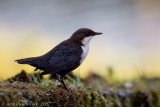 White-throated Dipper - Waterspreeuw - Cinclus cinclus