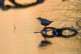 White-throated Dipper - Waterspreeuw - Cinclus cinclus