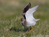 Common Redshank - Tureluur - Tringa totanus