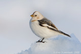 Snow Bunting - Sneeuwgors - Plectrophenax nivalis