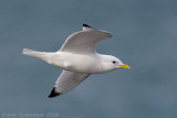 Black-legged Kittiwake - Drieteenmeeuw - Rissa tridactyla