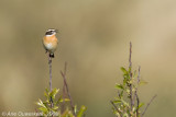 Whinchat - Paapje - Saxicola rubetra