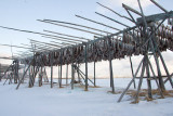 Stockfish, up for drying in Vestre Jacobselv