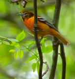 Baltimore Oriole - immature male.jpg